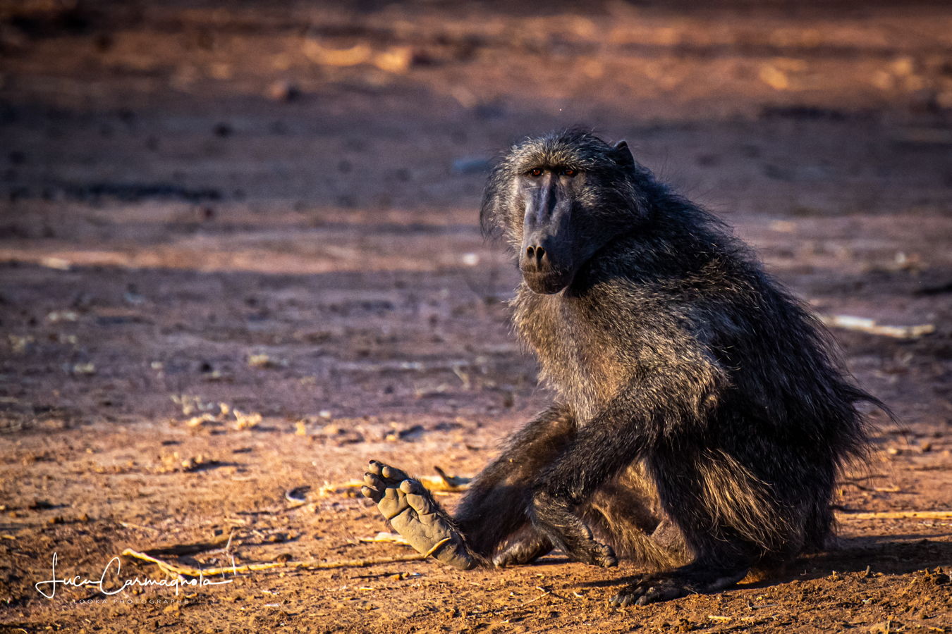 Afrique du Sud 2019 308