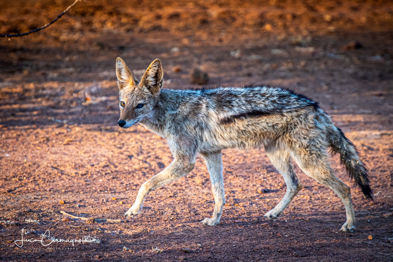 Afrique du Sud 2019 310