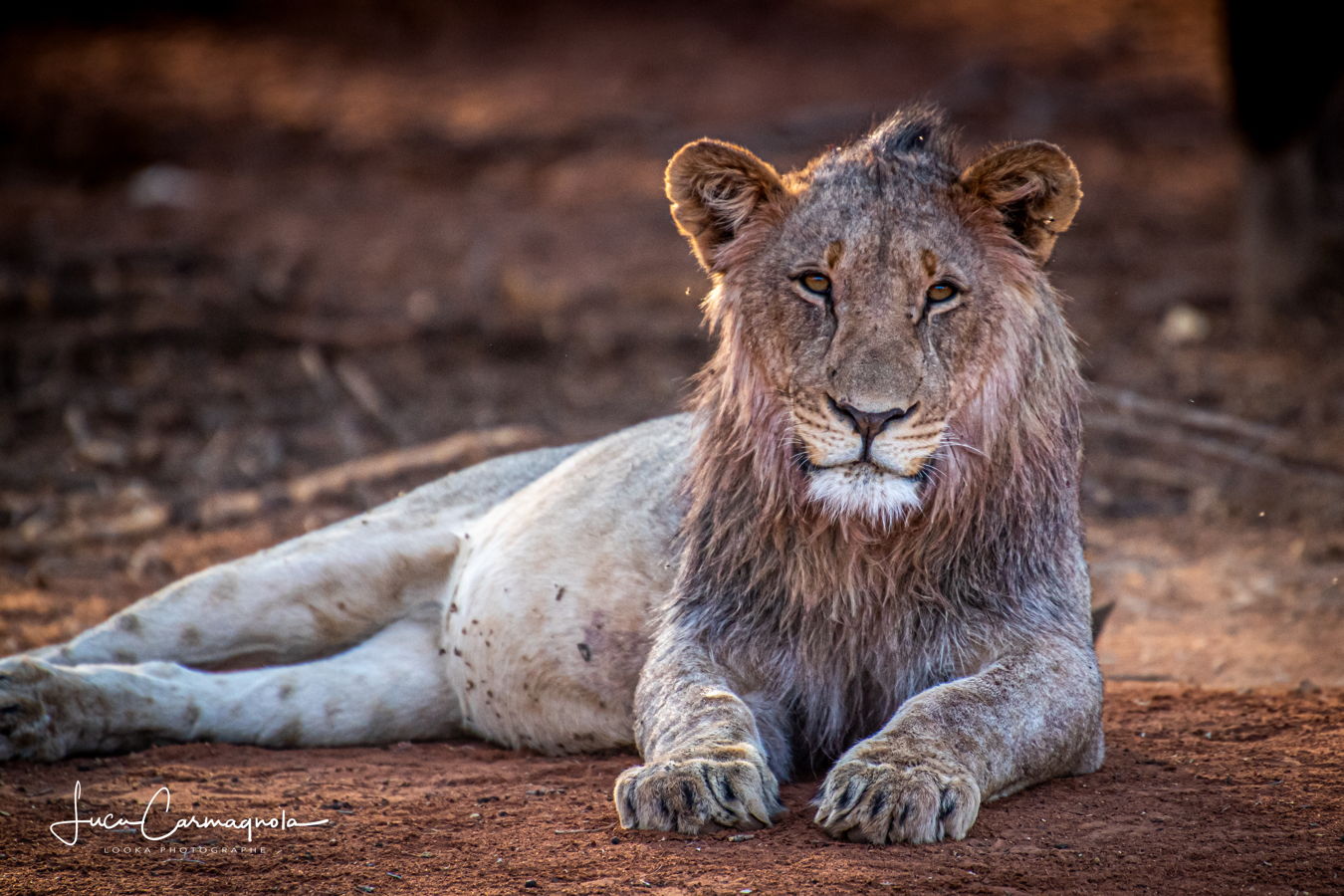 Afrique du Sud 2019 325