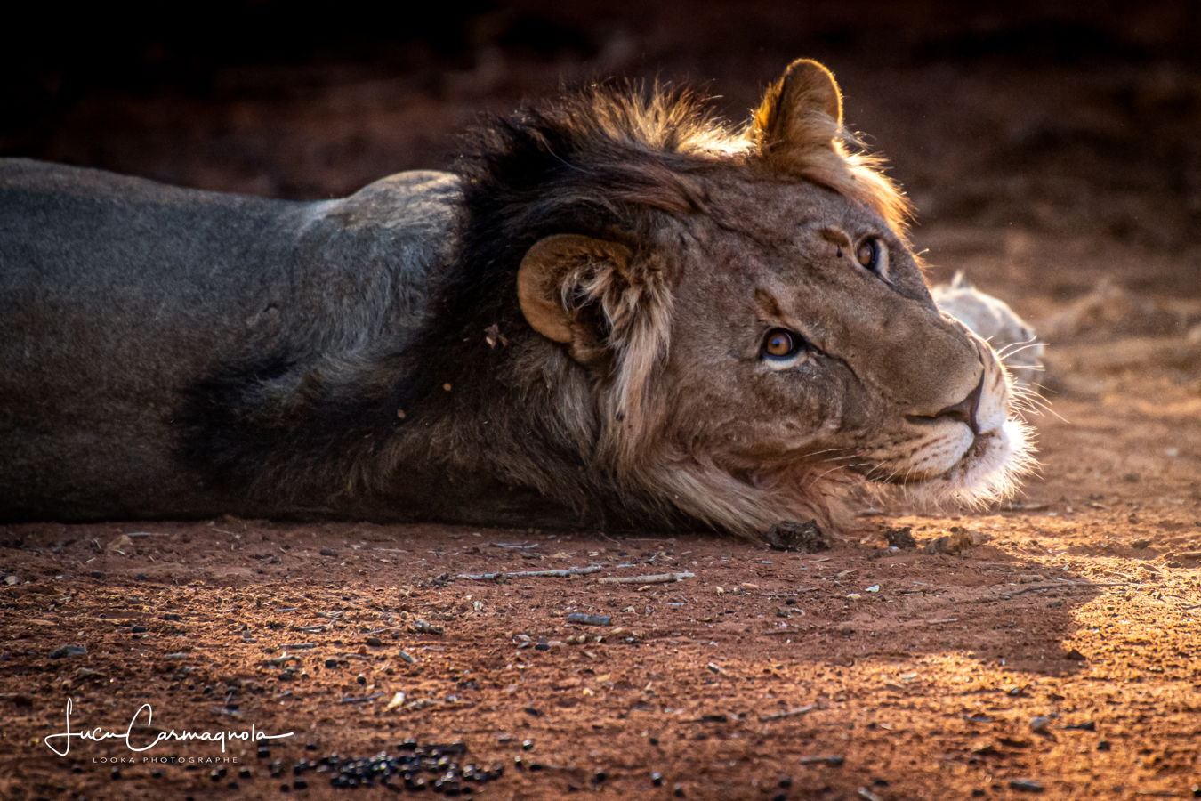 Afrique du Sud 2019 329