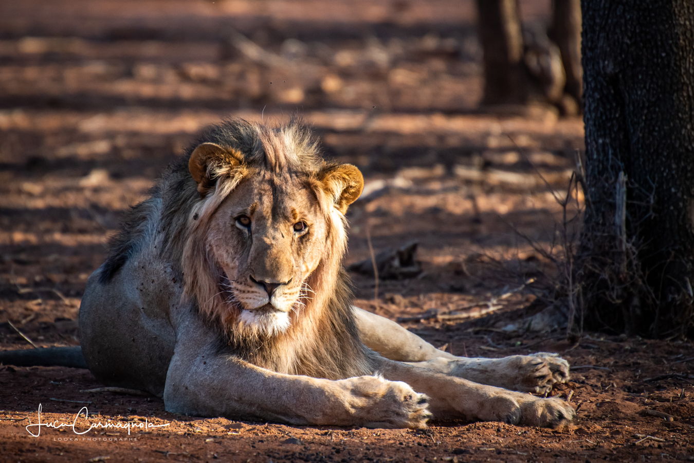Afrique du Sud 2019 332