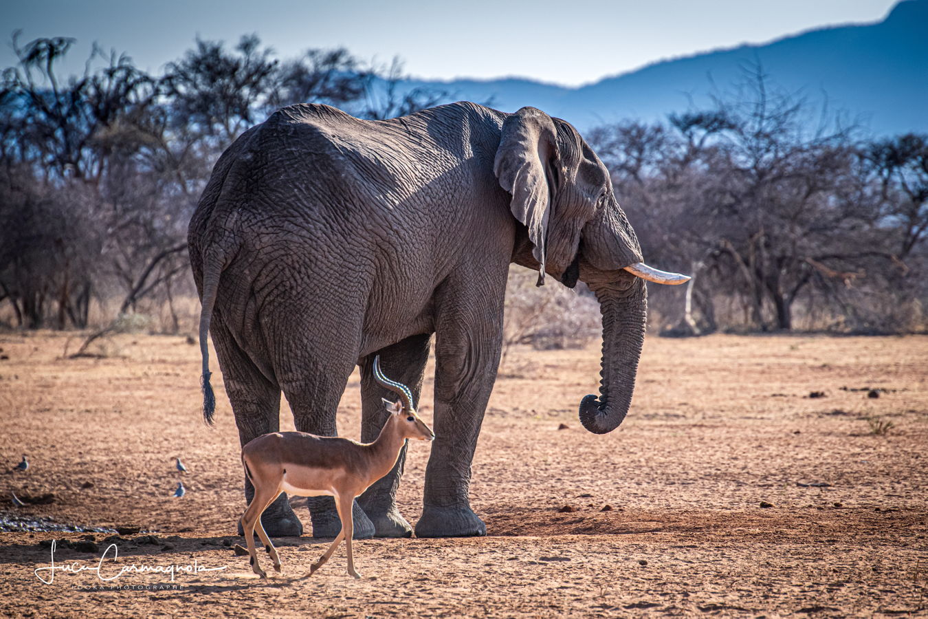 Afrique du Sud 2019 337