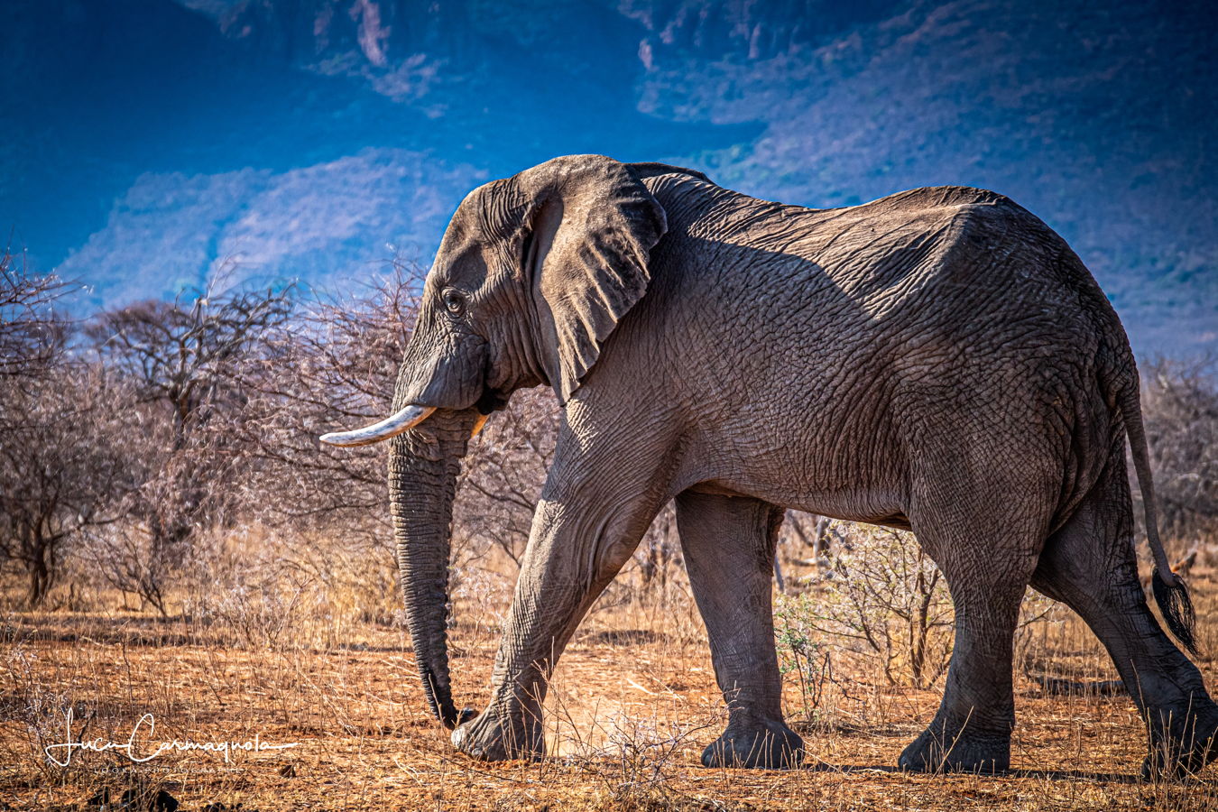 Afrique du Sud 2019 340
