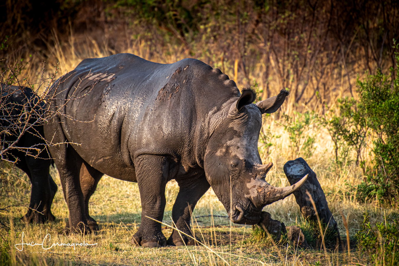 Afrique du Sud 2019 384