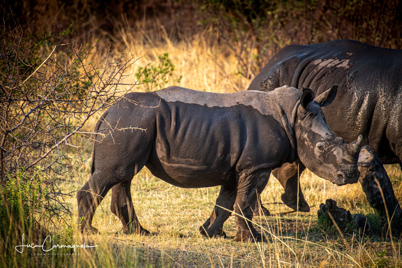 Afrique du Sud 2019 386