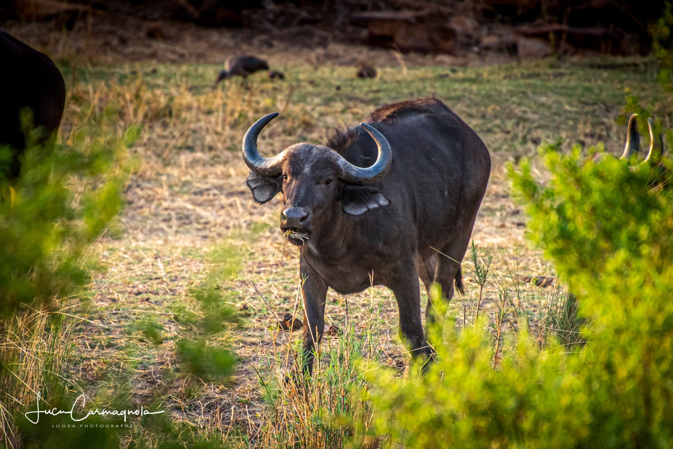 Afrique du Sud 2019 398