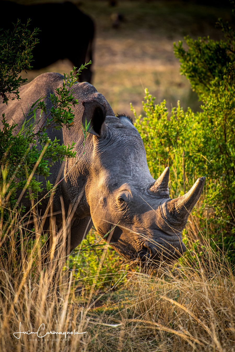 Afrique du Sud 2019 399
