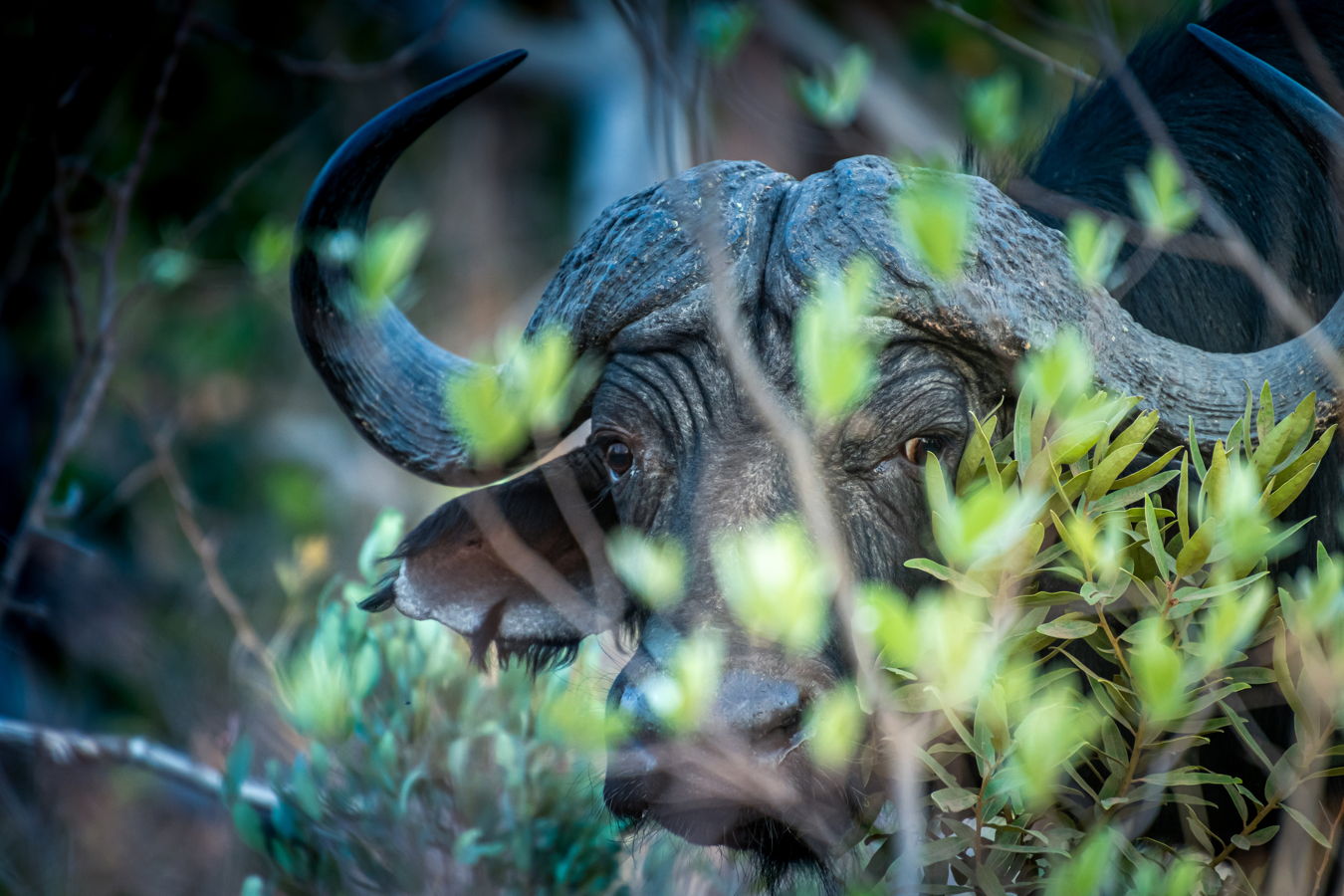 Afrique du Sud 2019 414