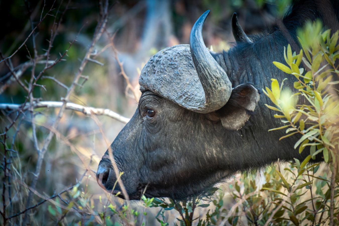Afrique du Sud 2019 415