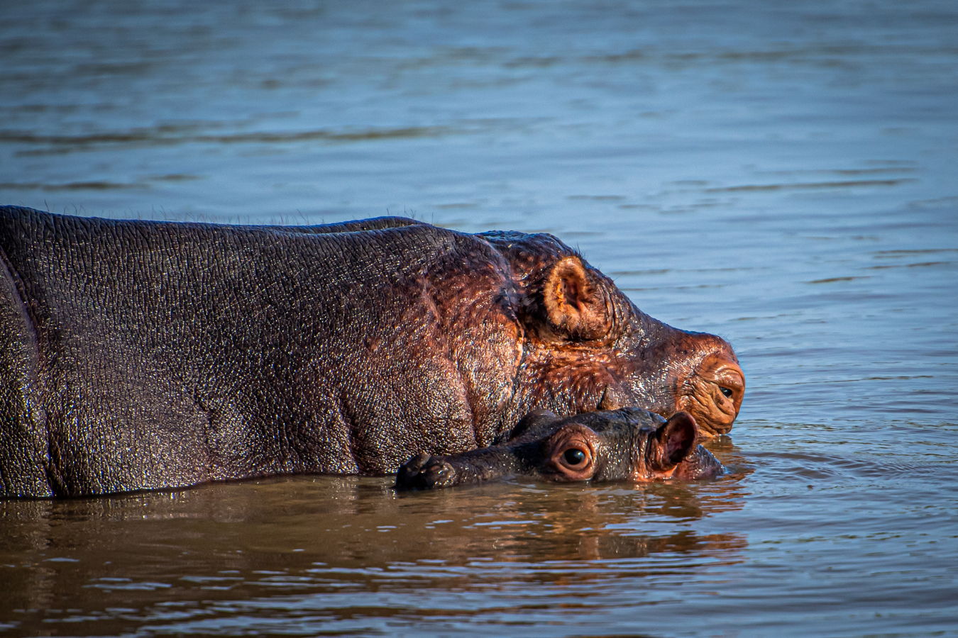 Afrique du Sud 2019 849