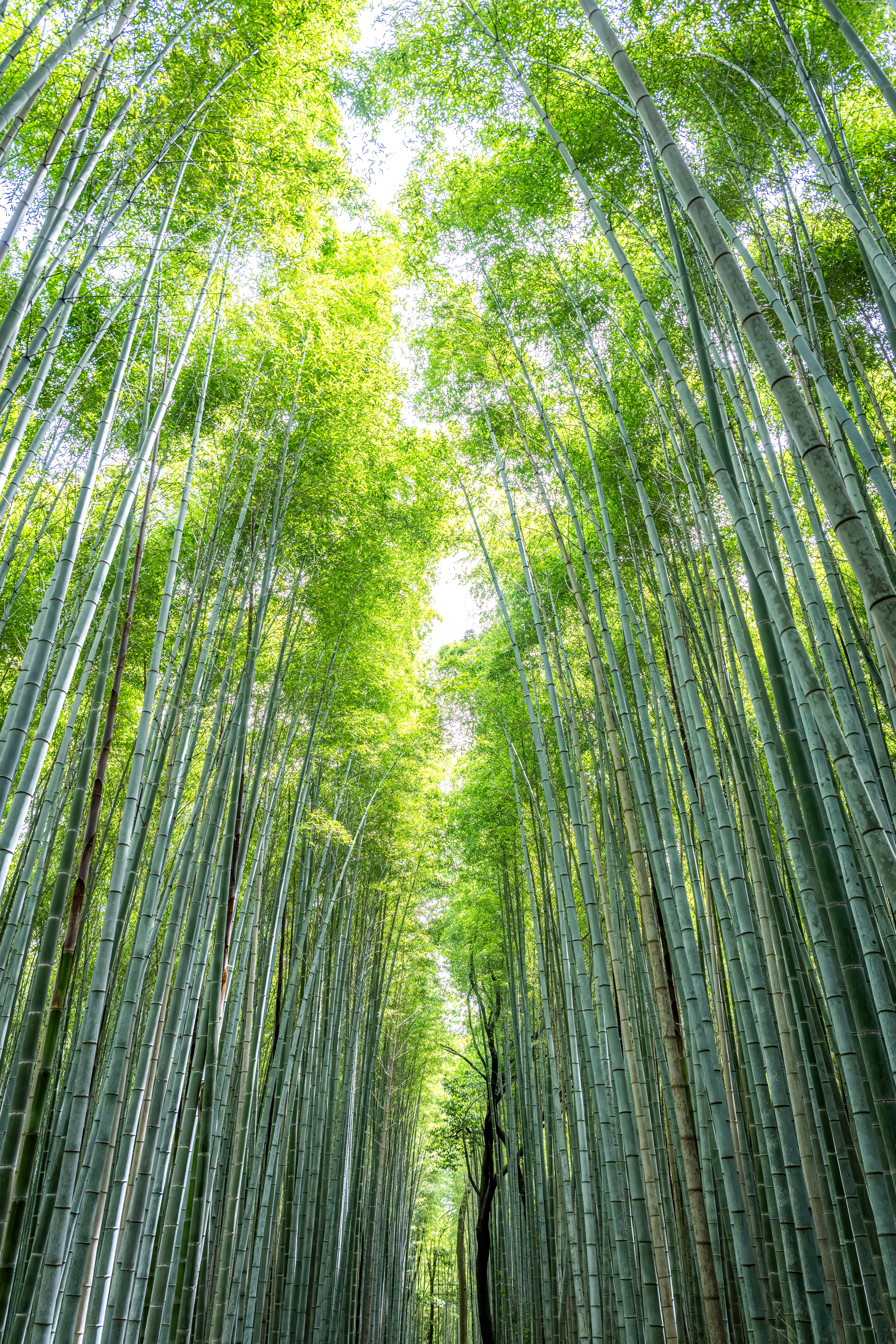 Japon 2025 657ok