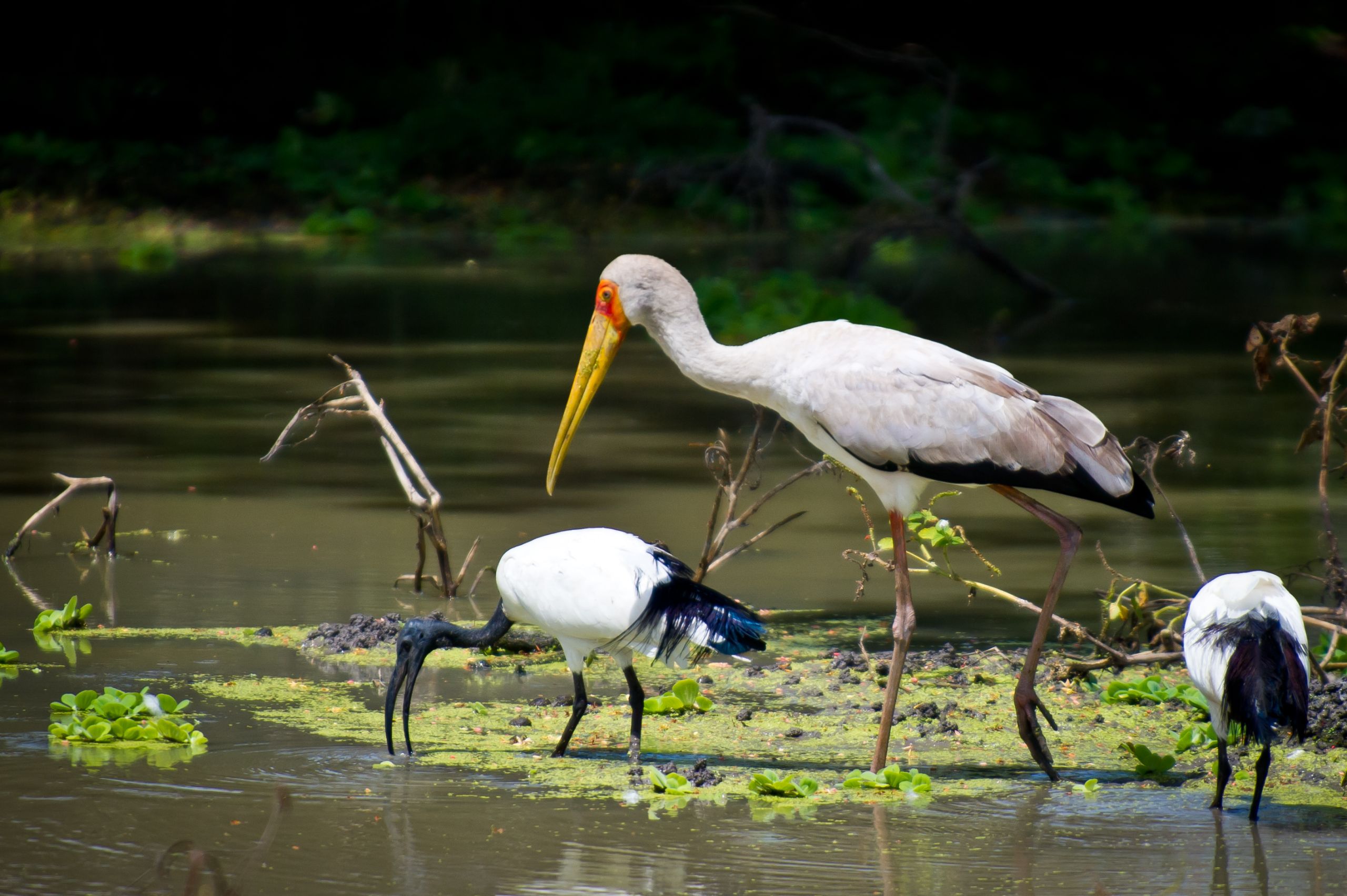 Tanzanie 2012