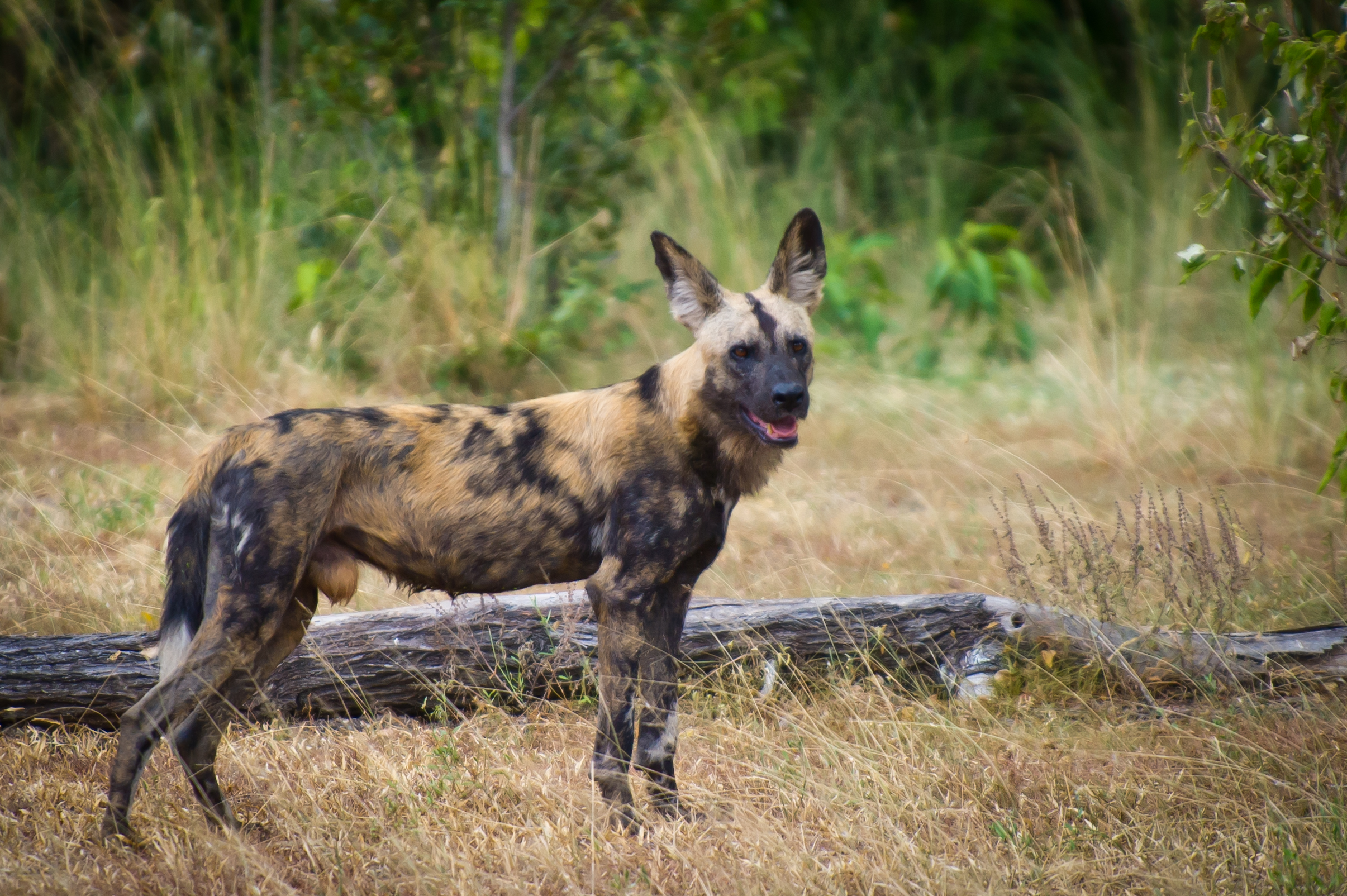 Tanzanie 2012 0746