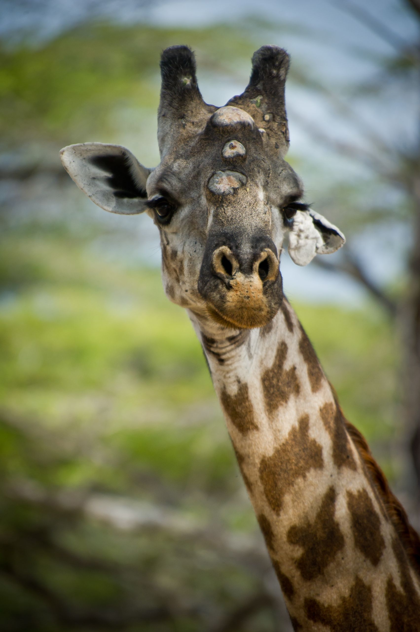 Tanzanie 2012 0752