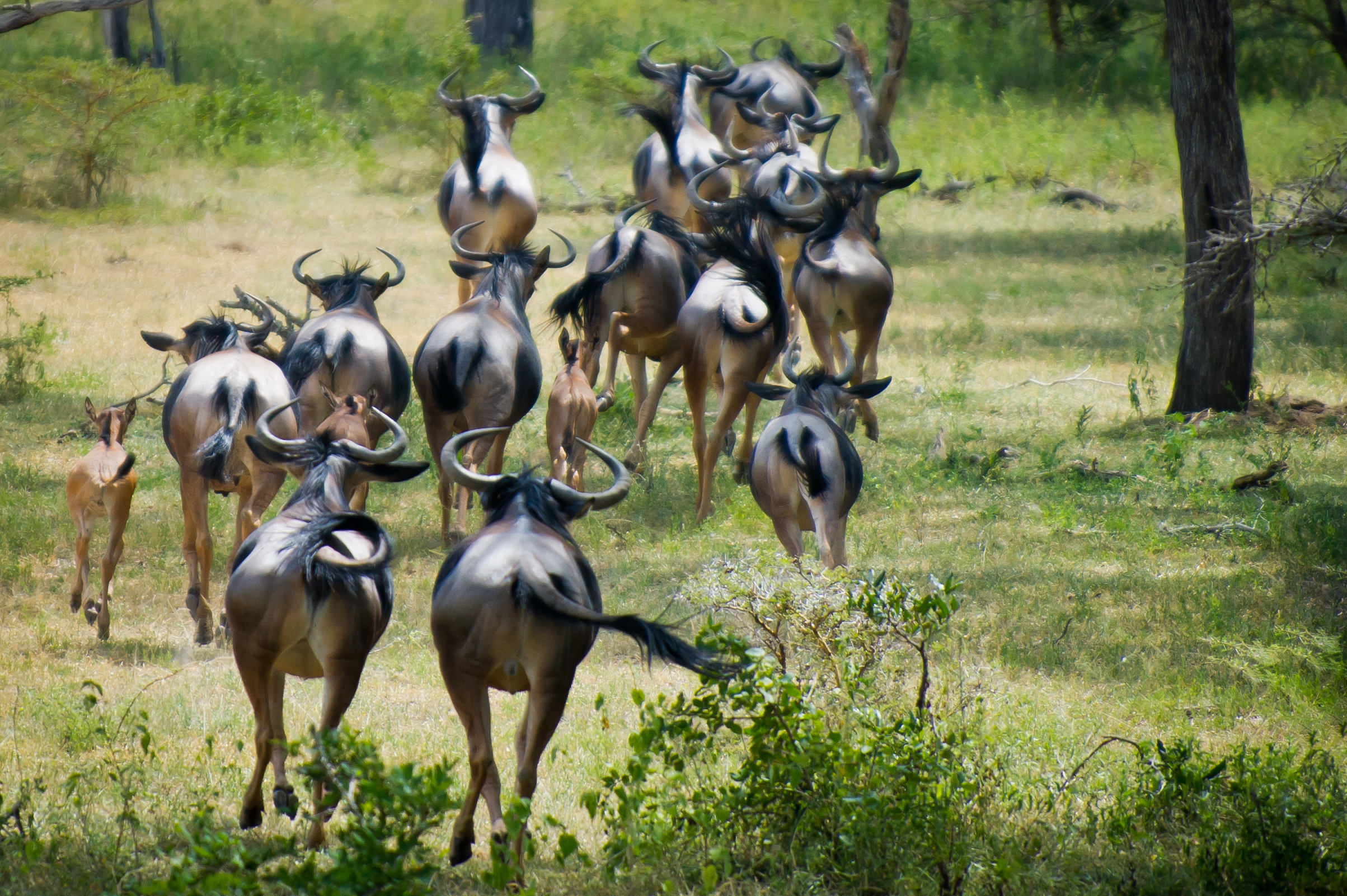 Tanzanie 2012 0936