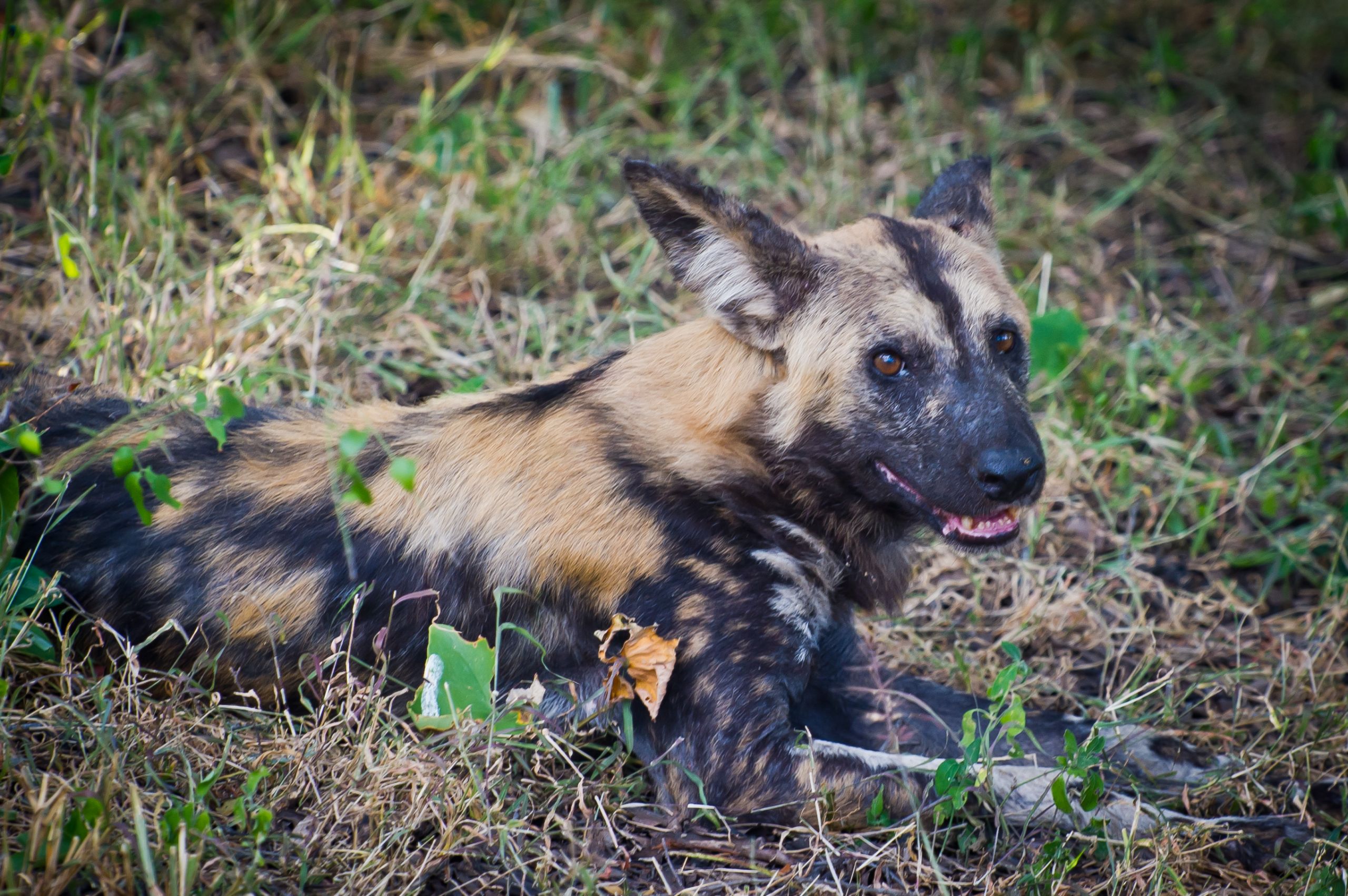 Tanzanie 2012 1015