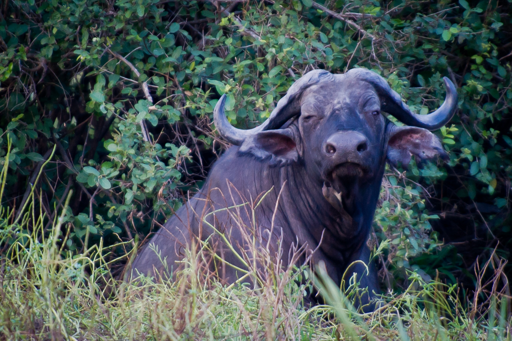 Tanzanie 2012 1066