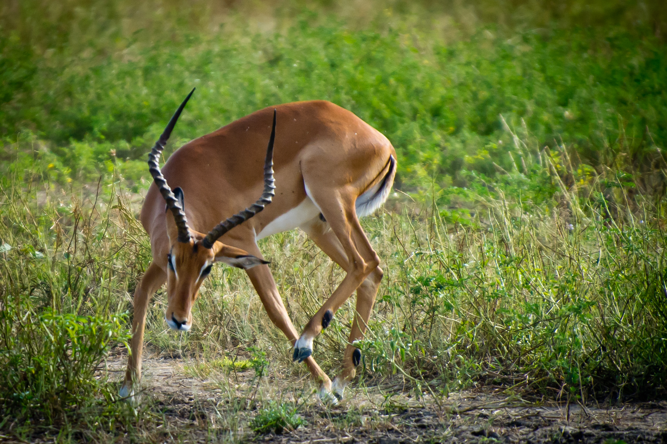 Tanzanie 2012 1169