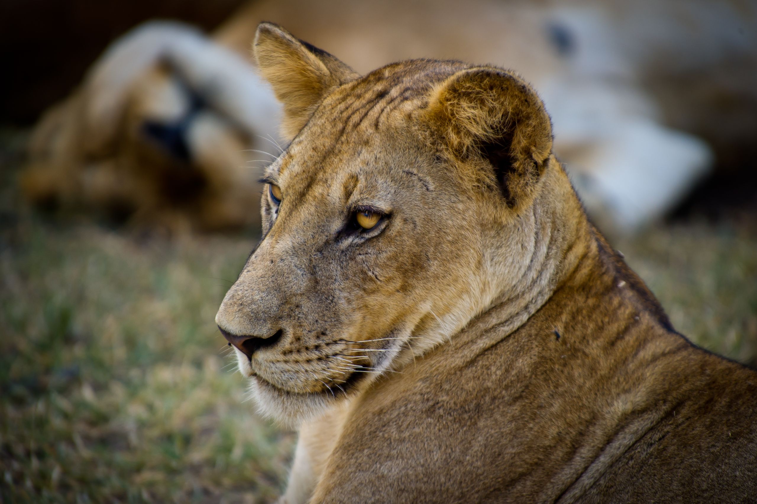 Tanzanie 2012 1231