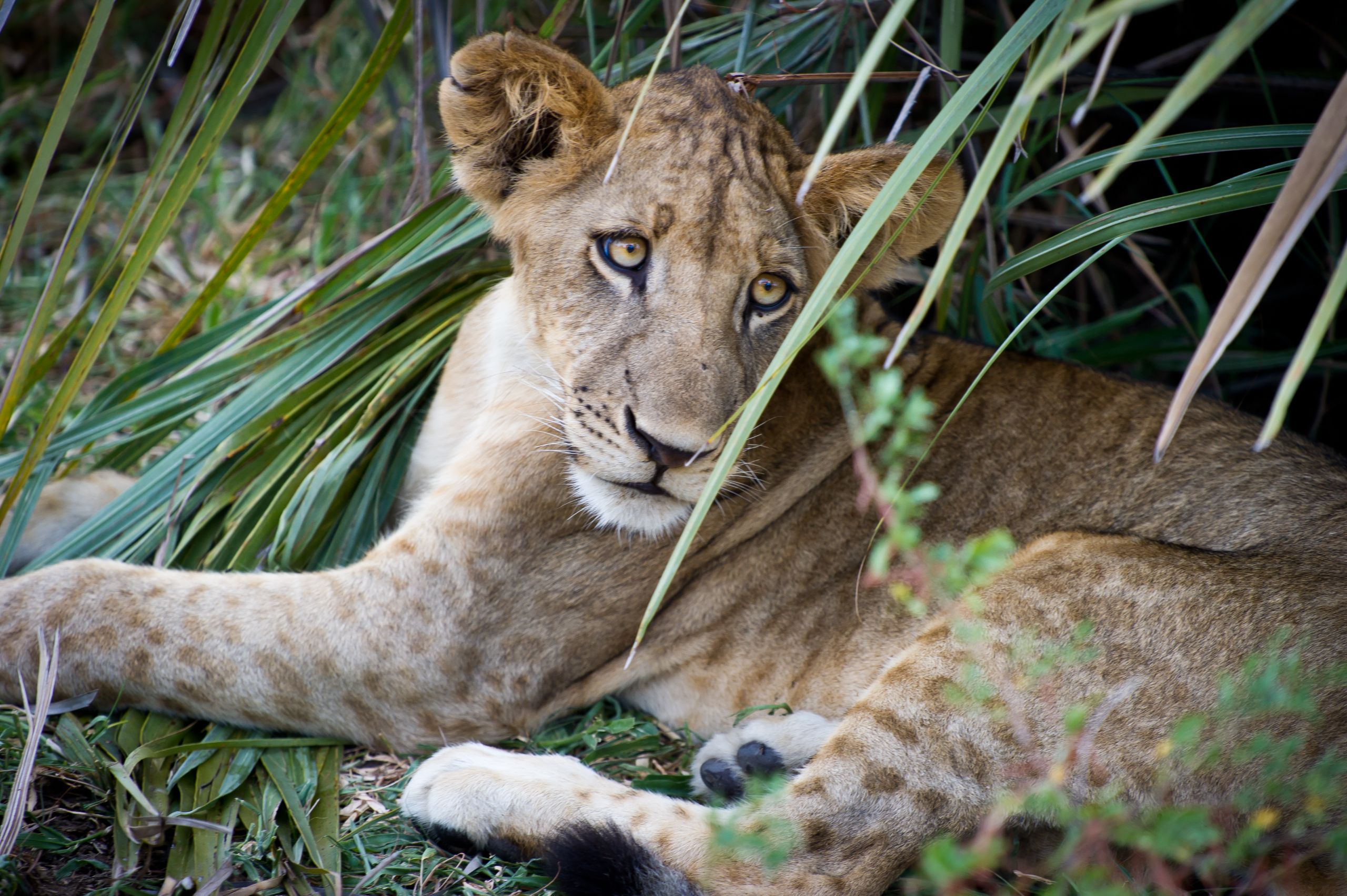 Tanzanie 2012 1294