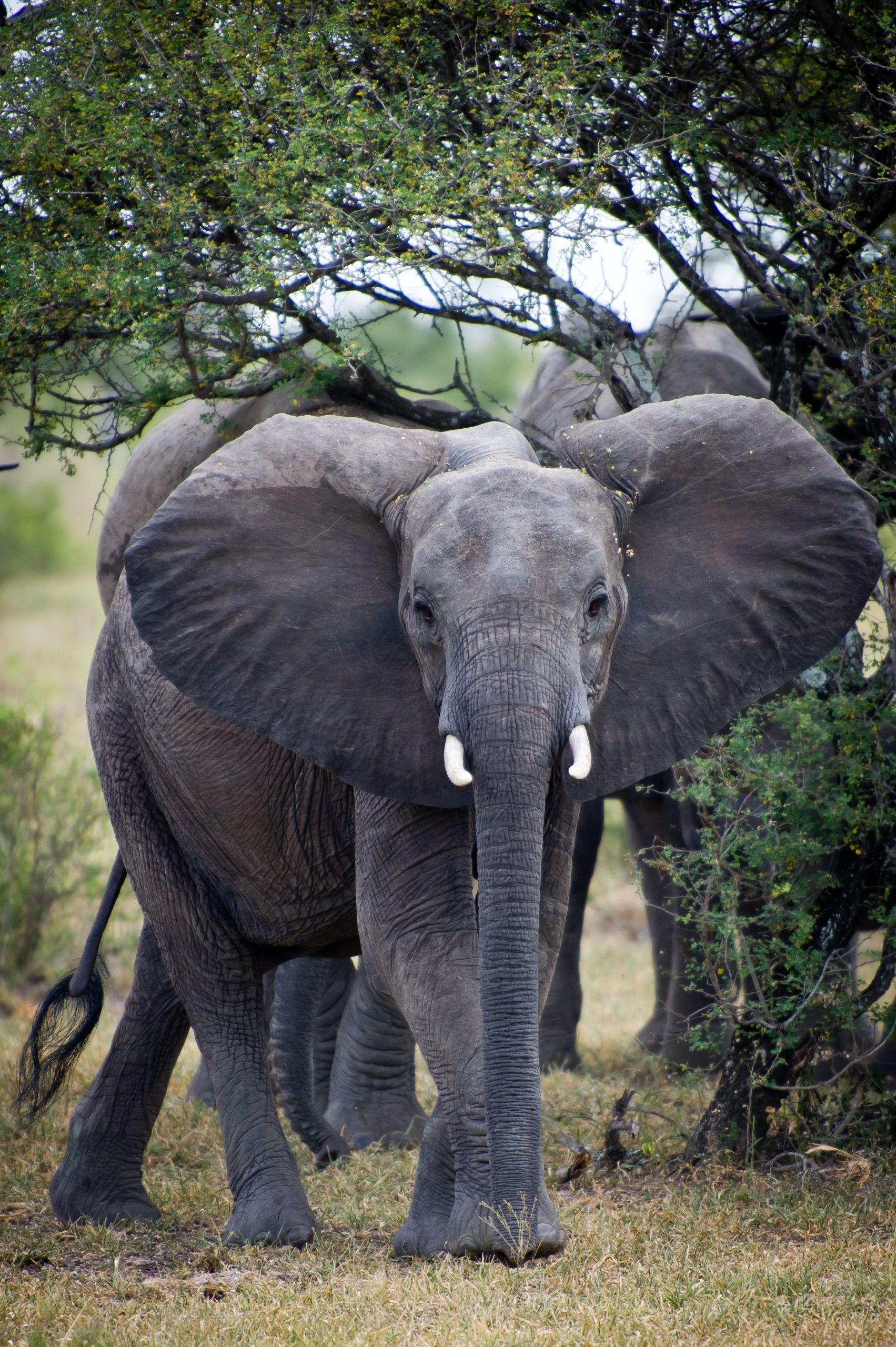 Tanzanie 2012 1329