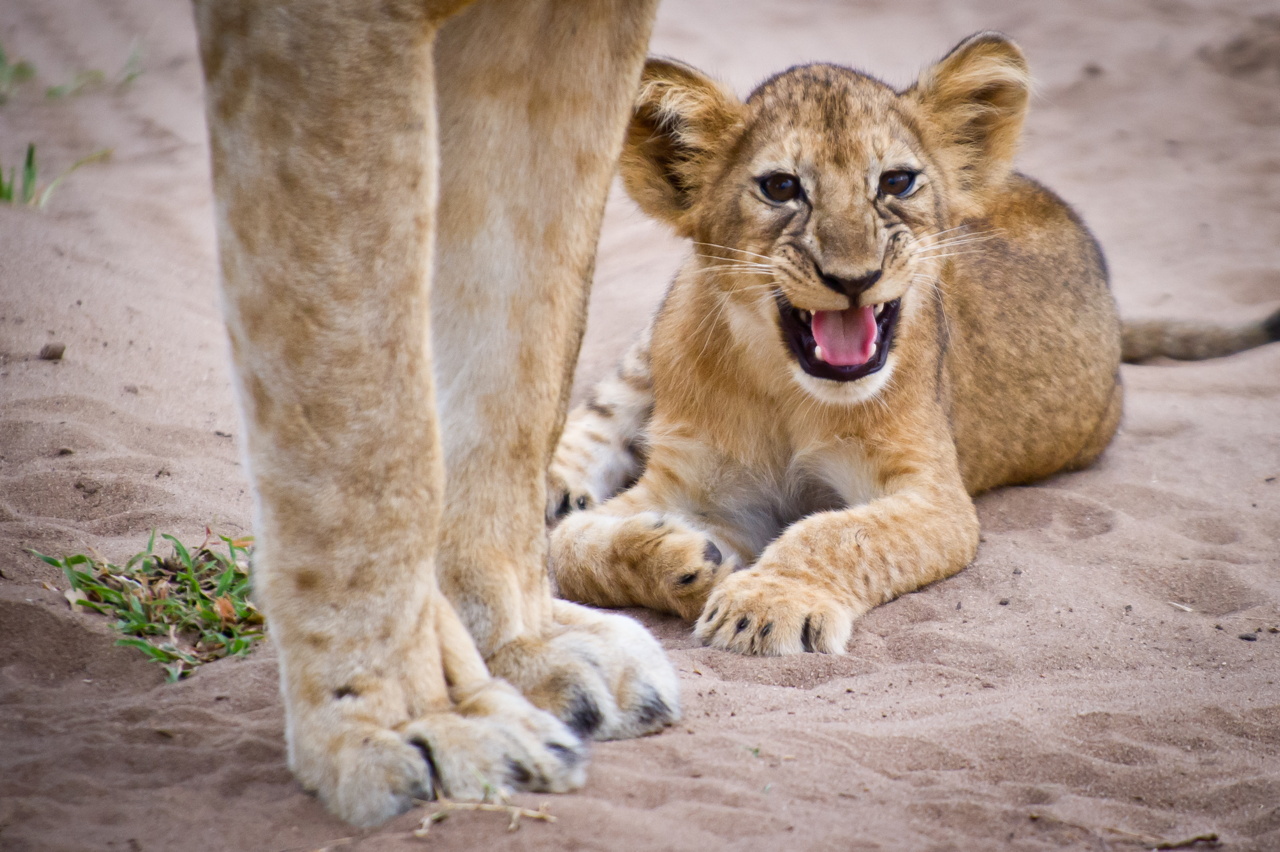 Tanzanie 2012 1575