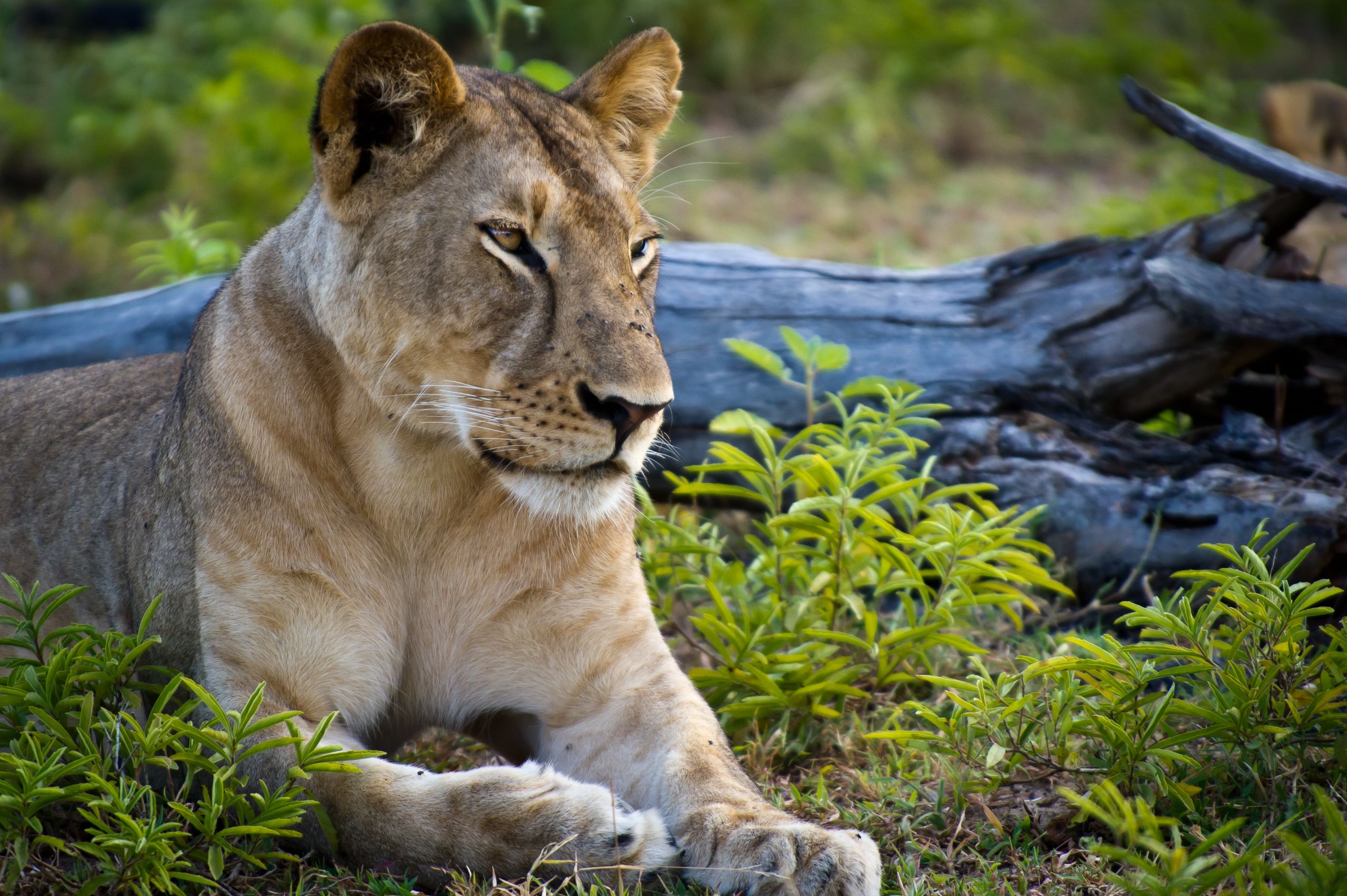 Tanzanie 2012 1804