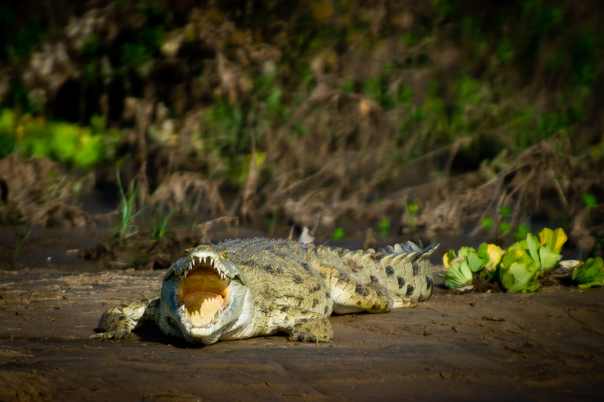 Tanzanie 2012 2138