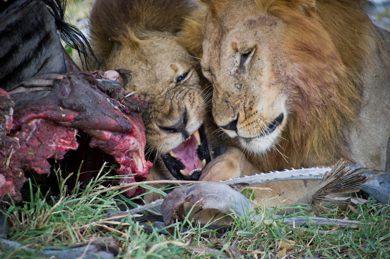 Tanzanie 2012 2439