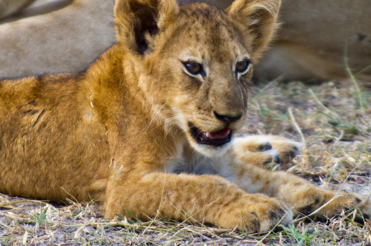 Tanzanie 2012 2989