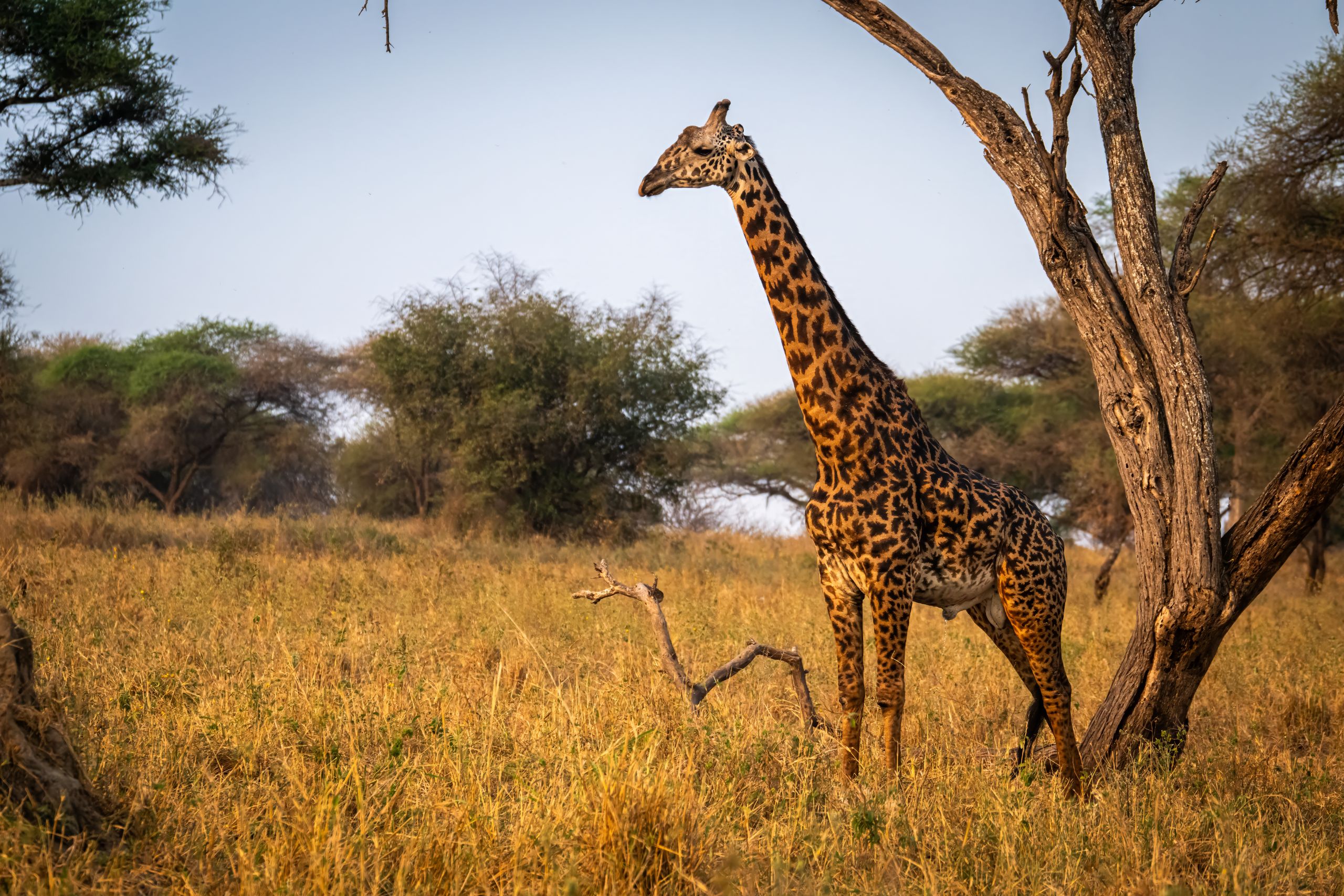 Tanzanie 2024 094