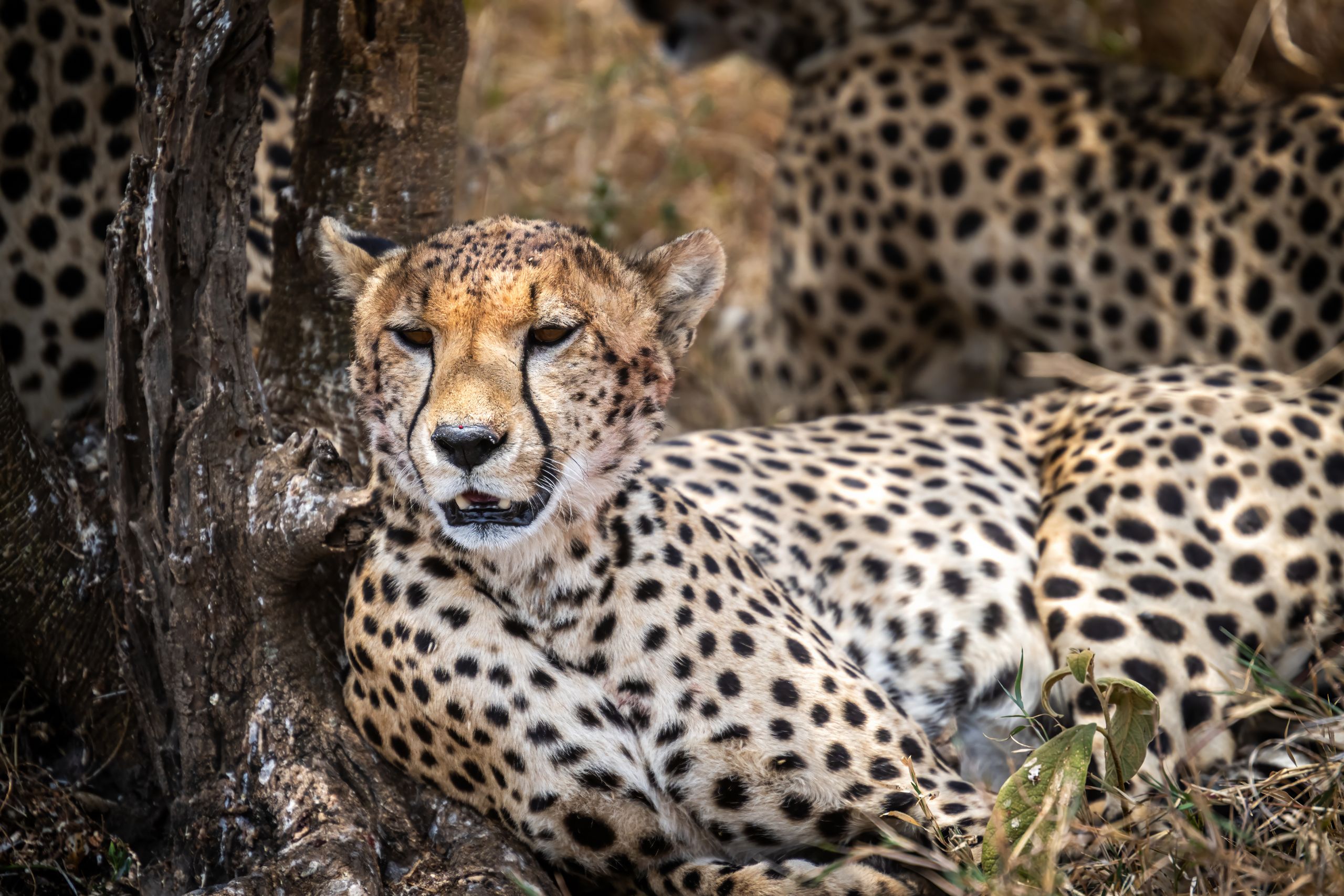 Tanzanie 2024 152