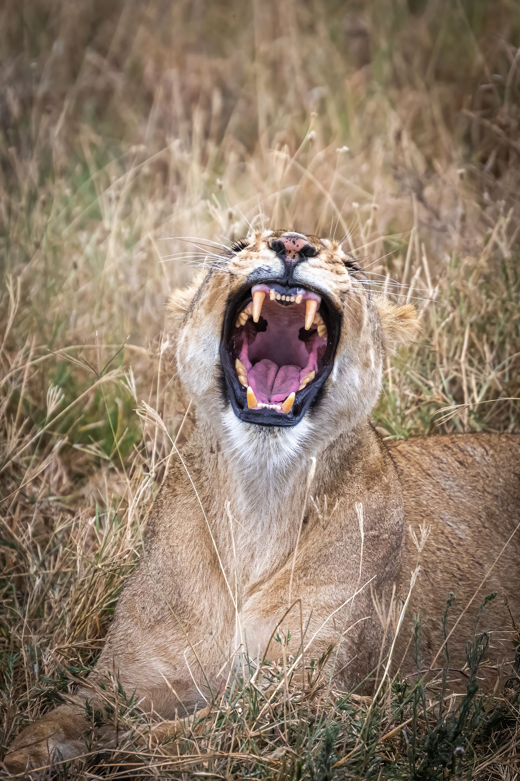 Tanzanie 2024 208
