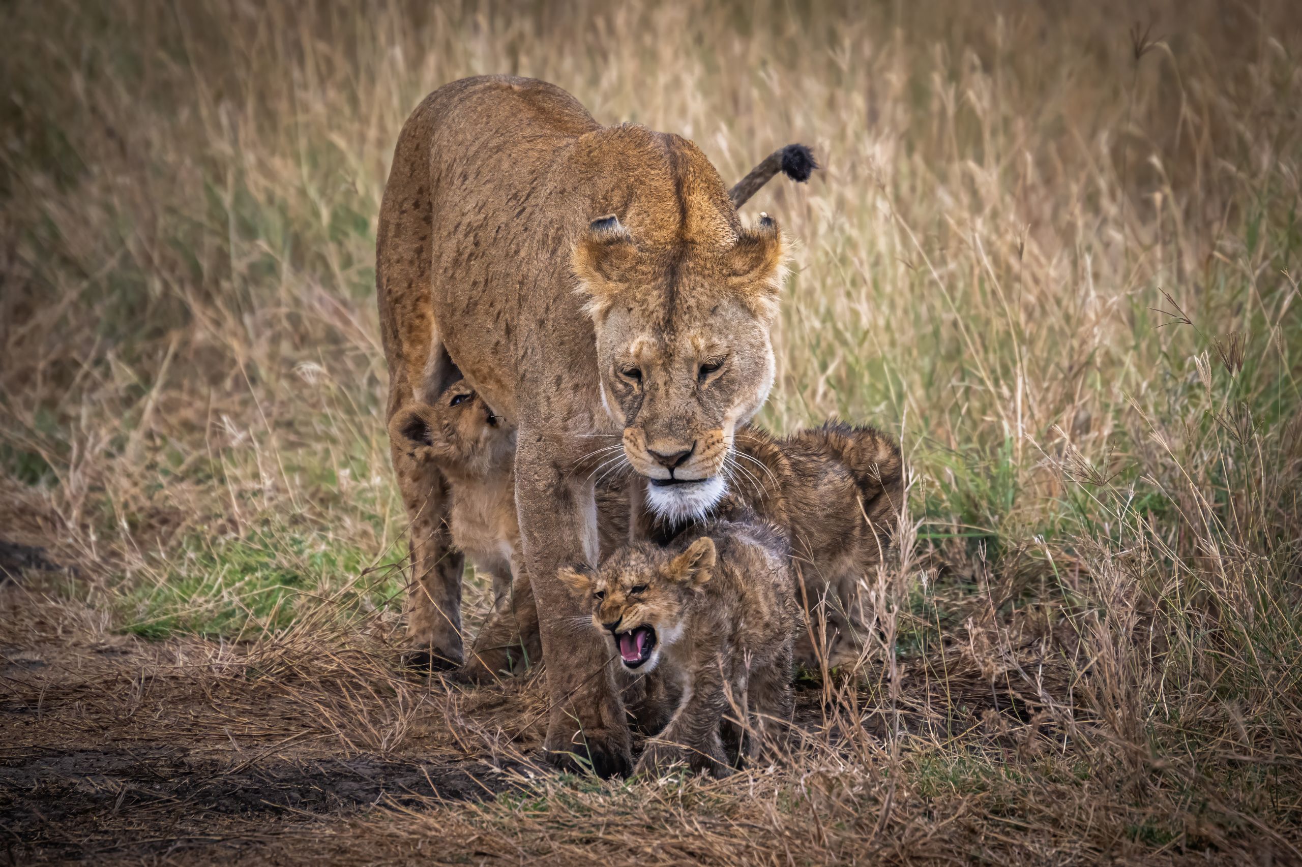 Tanzanie