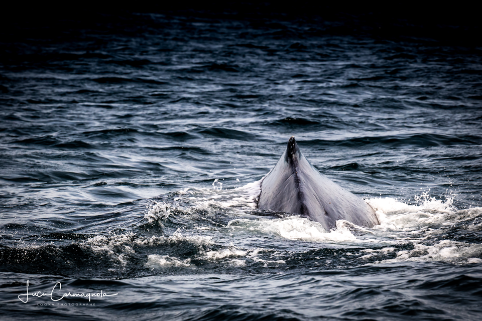 USA 2019 baleines 001