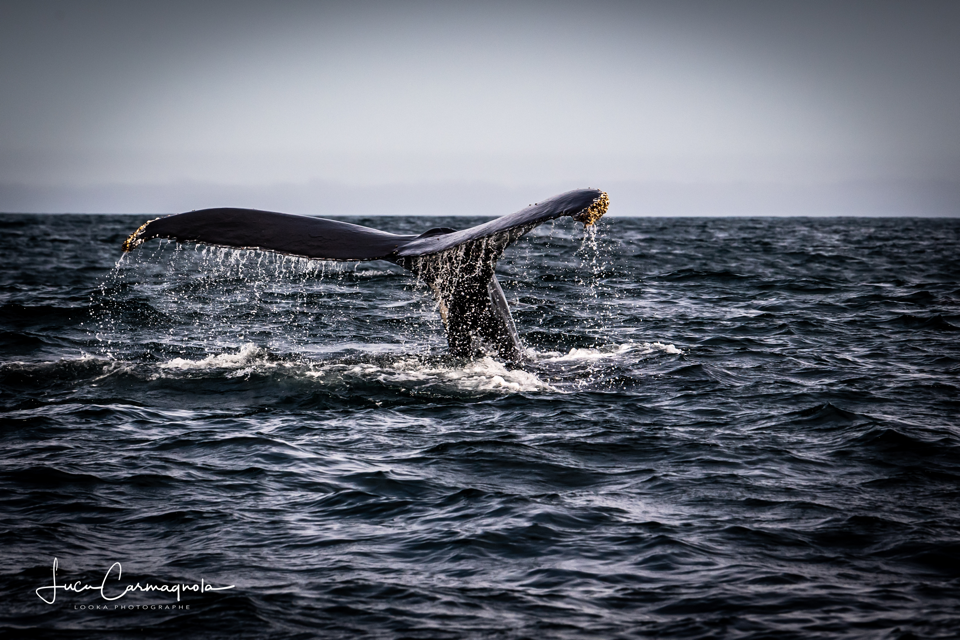 USA 2019 baleines 002