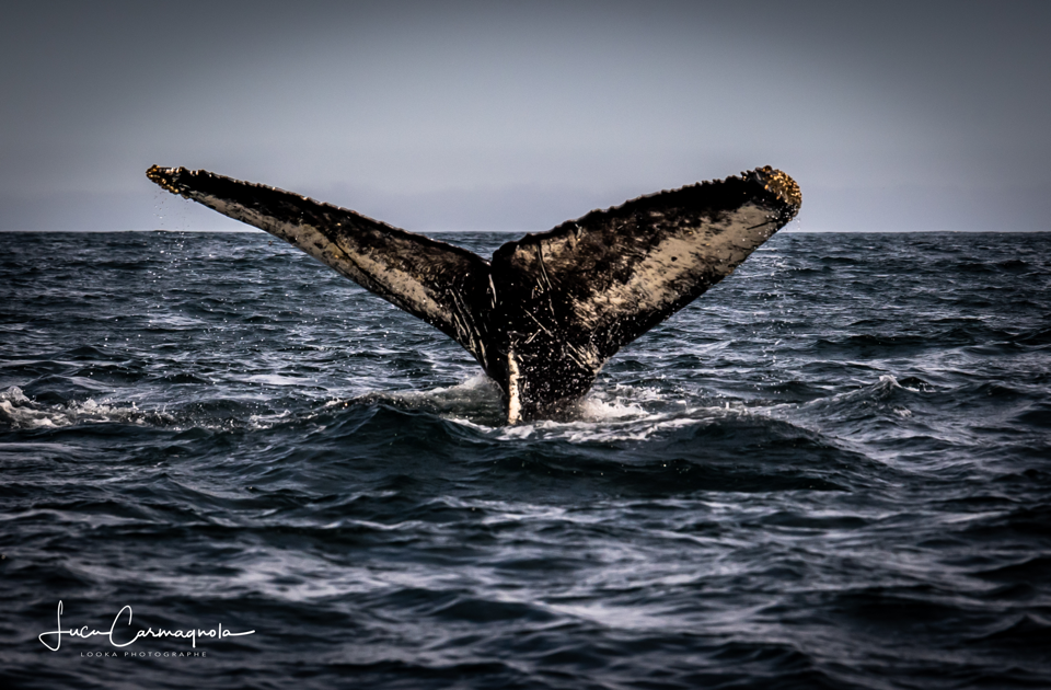 USA 2019 baleines 003