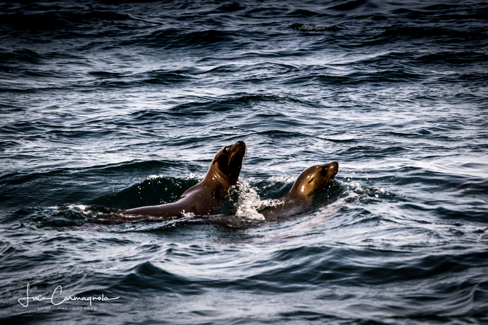 USA 2019 baleines 004