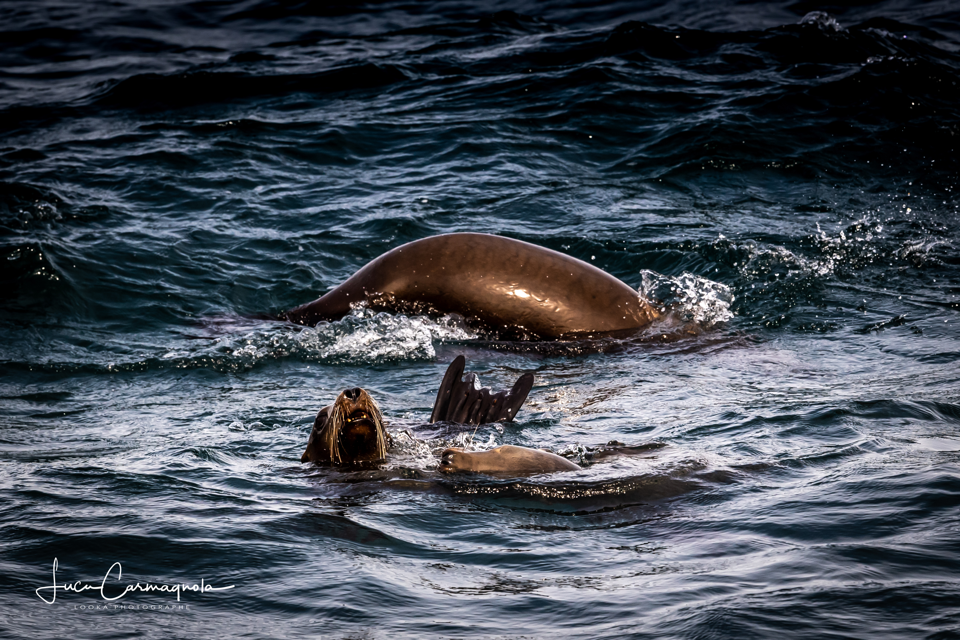 USA 2019 baleines 005