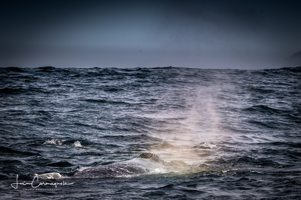 USA 2019 baleines 006