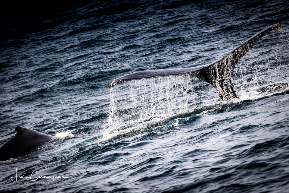 USA 2019 baleines 007