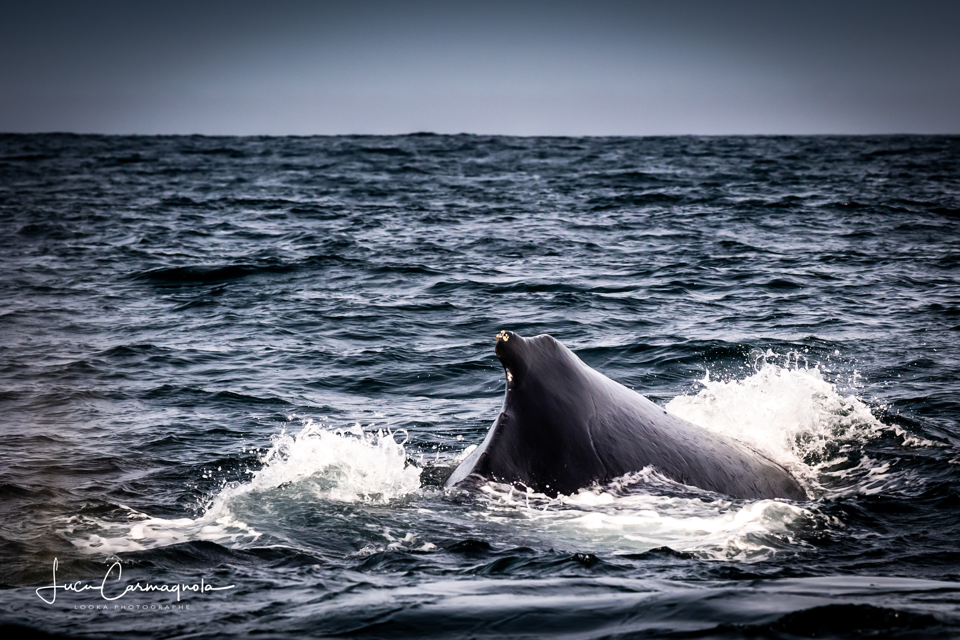 USA 2019 baleines 008