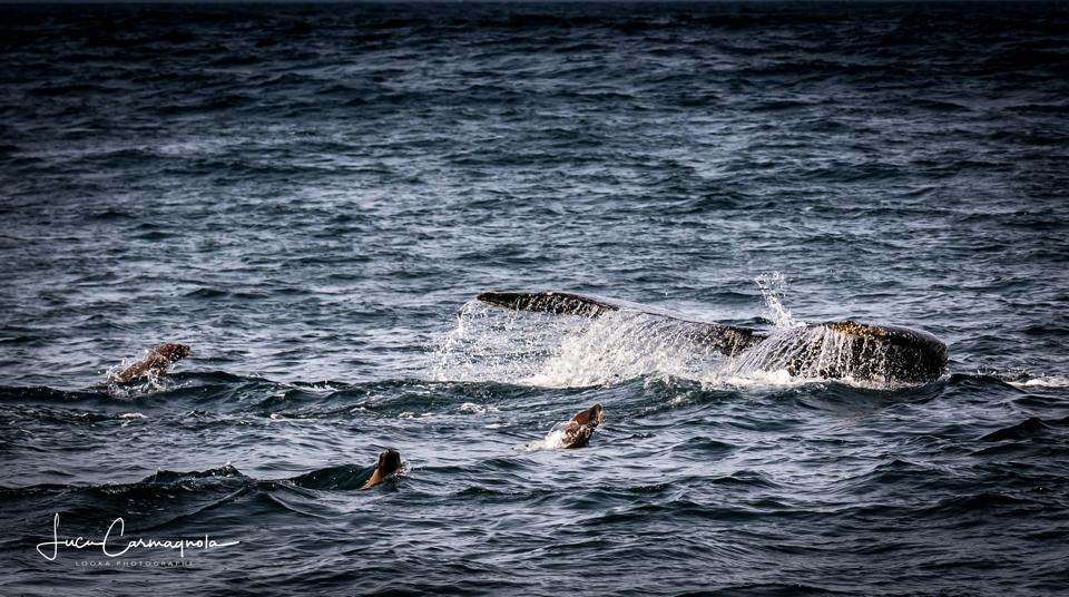 USA 2019 baleines 009