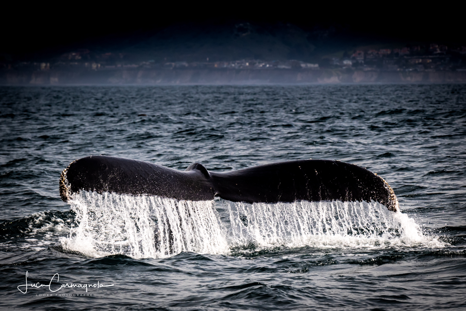 USA 2019 baleines 010