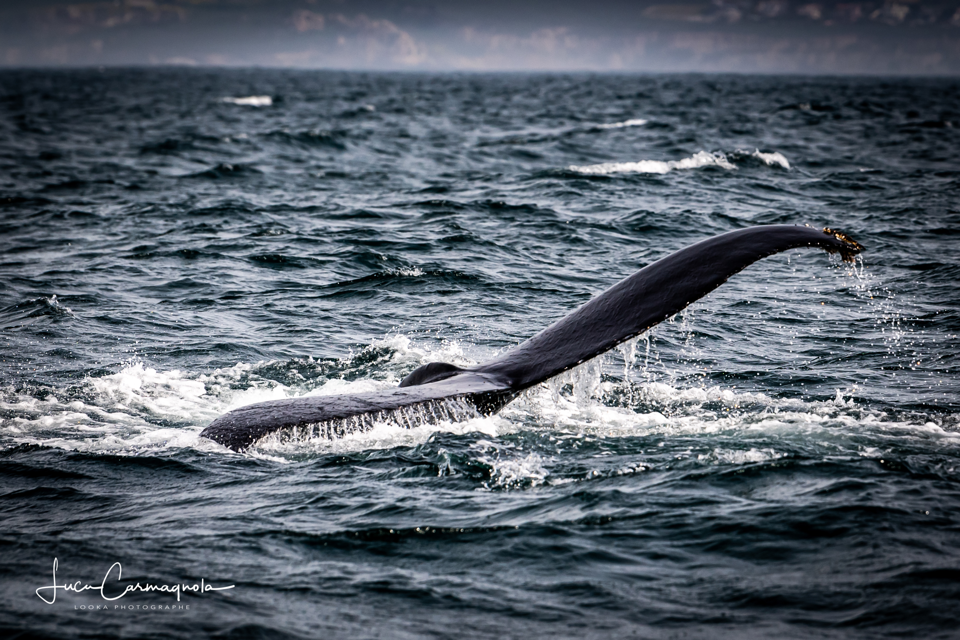 USA 2019 baleines 011