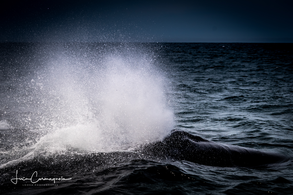 USA 2019 baleines 012