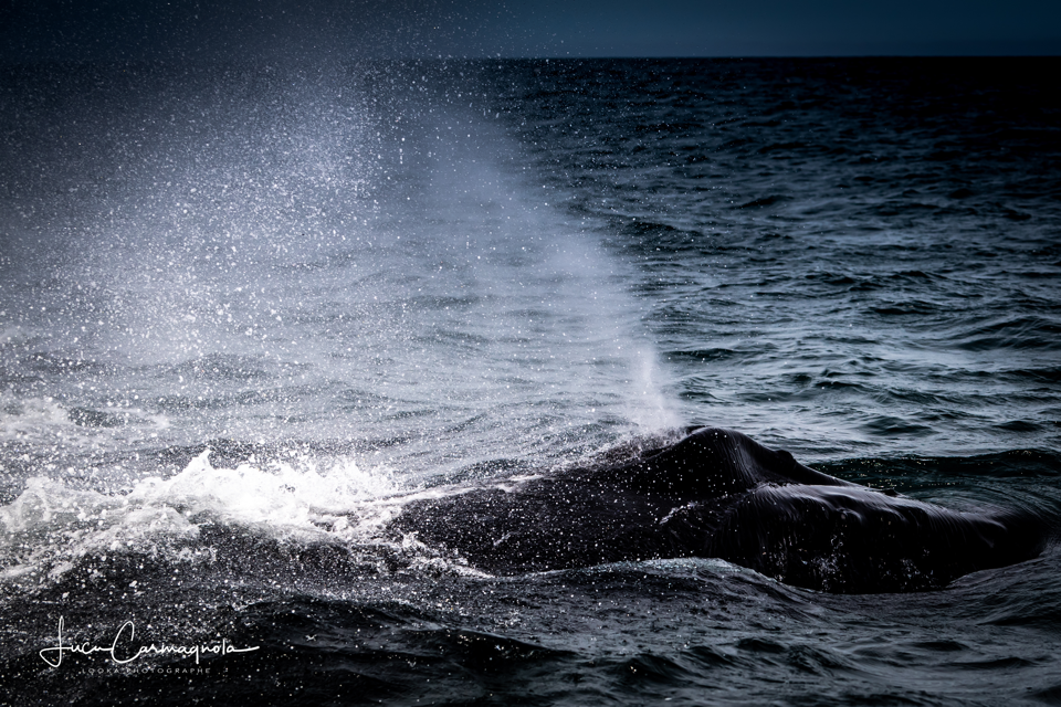 USA 2019 baleines 013