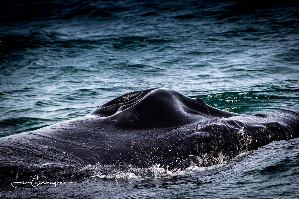 USA 2019 baleines 014