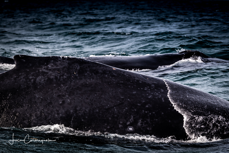 USA 2019 baleines 015