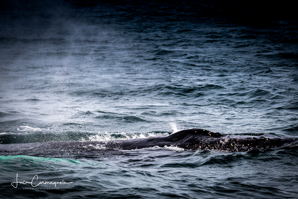 USA 2019 baleines 016